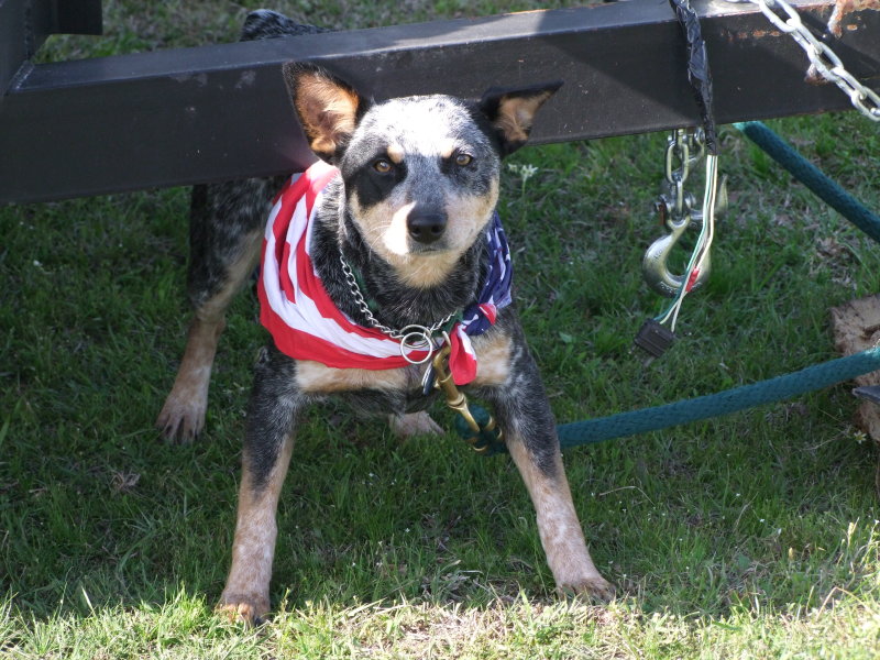 015-Little Dog.jpg